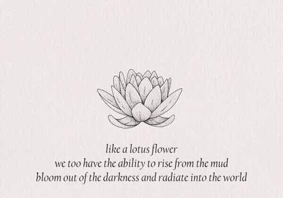 lotus flower